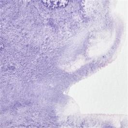 Winsor & Newton Professional Watercolour - 672 Ultramarine Violet Half Pan thumbnail